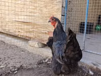 Chickens — عکس 1