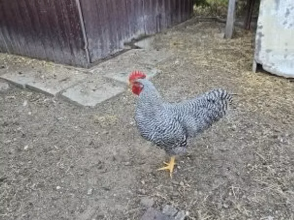 Chickens — Ungarn