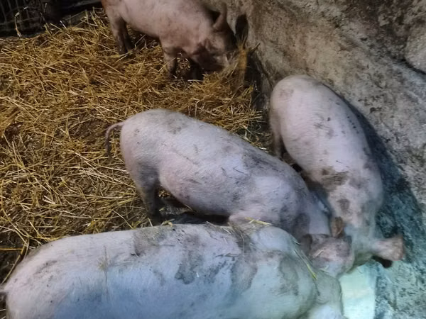 Boar, Pigs — Moldova