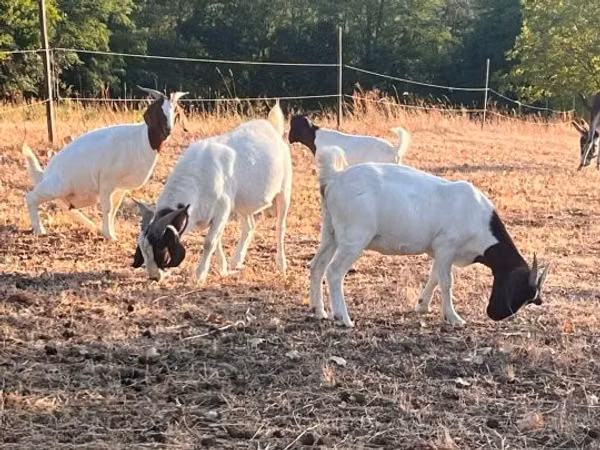 Cabra, Boer goat