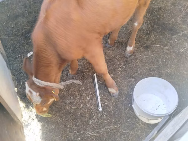 公牛, Cattle — 哈萨克斯坦