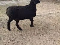 قوچ, Rhon sheep — عکس 2