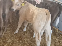 Bovine (lot, sex nespecificat), Simmental cattle — foto 1