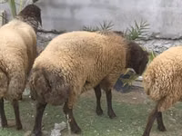 公羊, Sheep — 照片 3