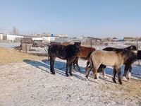 Kuda jantan, Mugalzhar horse — foto 4