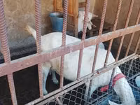 แพะตัวเมีย, Saanen goat — รูปภาพ 3