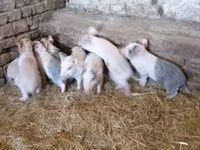 Pigs (batch, sex not specified) — photo 1