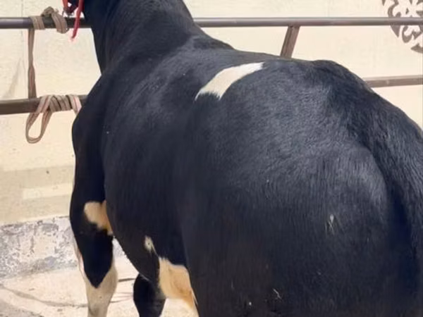 सांड, Russian Black pied cattle — उज़्बेकिस्तान