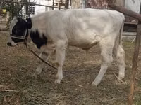 Lo’, Russian Black pied cattle — sawirka 2