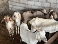 بز نر, Nubian Goat — عکس 1