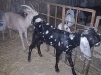 بز نر, Beetal goats — عکس 2