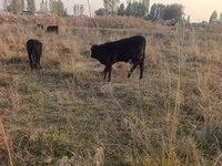 公牛, Cattle — 照片 5