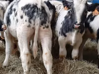 सांड, Simmental cattle — फ़ोटो 2