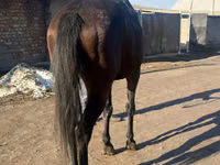 Horse (M), Horses — photo 2