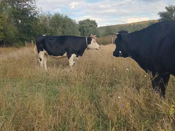 Cow, Russian Black pied cattle — Moldova