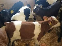 Sapi (batch, jenis kelamin tidak disebutkan), Russian Black pied cattle — foto 2