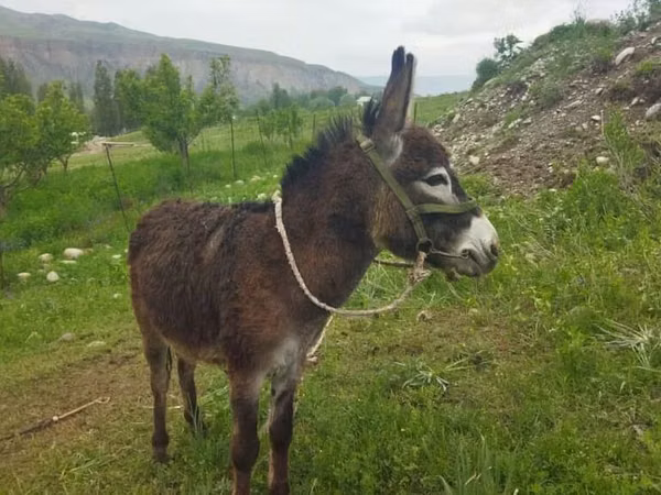 Horse (M), Horses — Kyrgyzstan