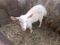 Billy Goat, Saanen goat — photo 2