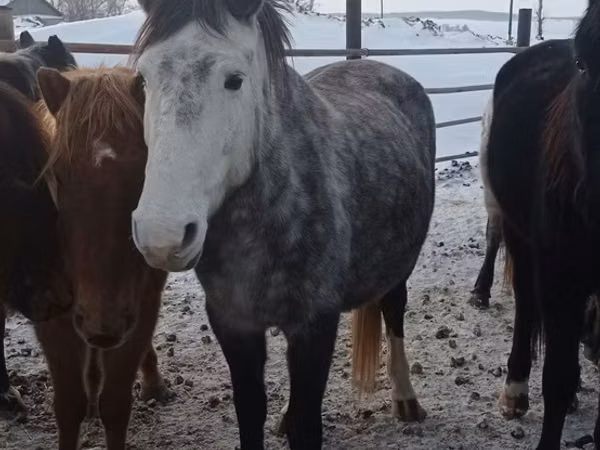Kuda betina, Horses — Kazakhstan