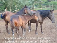 Mare, Horse breed — photo 8
