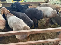 Sheep (batch, sex not specified), Sheep — photo 3