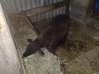 Sheep, Sheep — photo 2