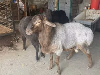 Baran, Owce — zdjęcie 2