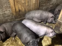 หมูป่าตัวผู้ — รูปภาพ 2