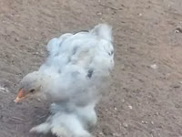 Brahma — foto 1