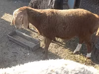 Sheep, Arashan sheep — photo 3