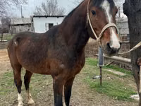ঘোড়া, Arabian horse — ছবি 1