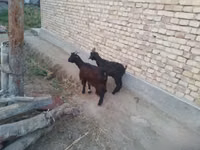 Goats (batch, sex not specified), Goats — photo 1