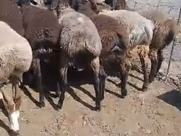 Ram, Sheep — Kyrgyzstan