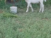 تيس, Saanen goat — الصورة 5