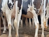 गाय, गोलस्टीन नस्ल — फ़ोटो 1