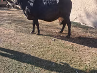 Cow, Brown Mountain — photo 4