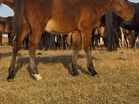 Ngựa đực, Mugalzhar horse — ảnh 5
