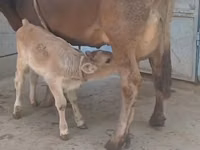 Mucca, Bovini — foto 4