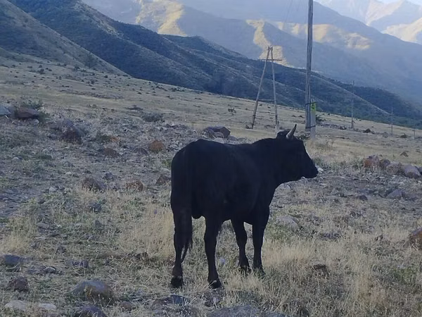 Bou, Aberdeen-Angus — Kârgâzstan