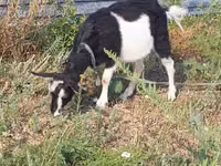 Буз, Alpine goat — акс 6