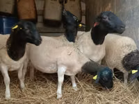 Ovan, Dorper sheep — fotografija 4