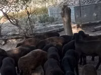 Sheep (batch, sex not specified), Hissar sheep — photo 6