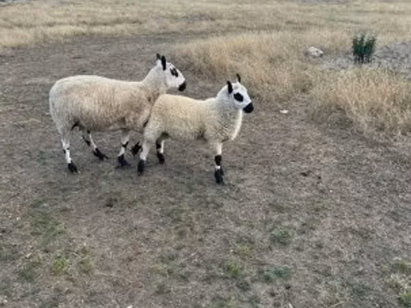 Pecora, Cerry Hill sheep