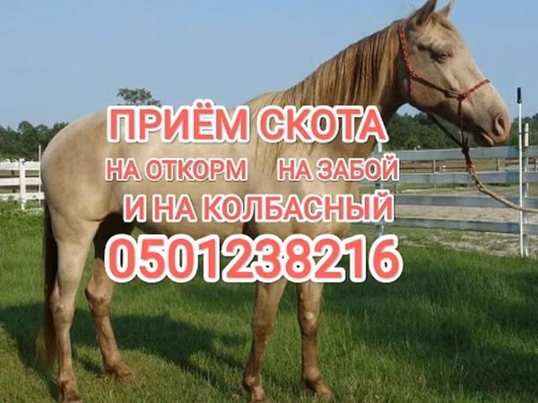 Horse (M), Horses — Kyrgyzstan