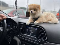 Cins: Pomeranian (Boo tipli) Rəng: Krem/açıq şaftalı Ölçü: Kiçik — foto 1