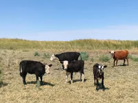 母牛, Kazakh White-headed cow — 照片 1