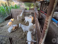 بز نر, بز — عکس 1
