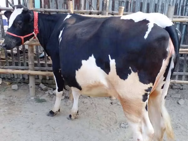 Cow, Holstein breed