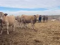 Αγελάδα, Swiss cattle — φωτογραφία 6