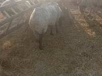 Ram, Sheep — photo 1